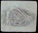 Crinoid (Halysiocrinus) Fossil - Crawfordsville, Indiana #78282-1